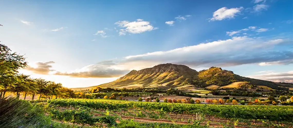 Luxury-South-Africa-Holiday-Packages-The-Ultimate-Guide-to-Wine-Tasting-in-South-Africa-Stellenbosch